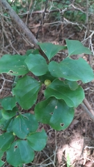 Smilax china
