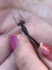 Lestes inaequalis