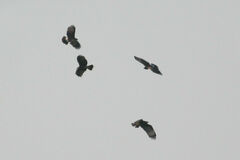 Rostrhamus sociabilis