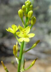 Bulbine semibarbata