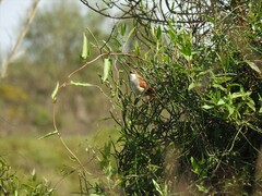 Certhiaxis cinnamomeus