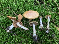 Cortinarius subtortus