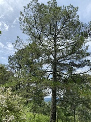 Pinus leiophylla