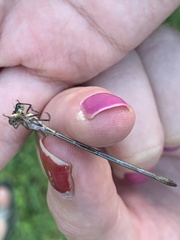 Lestes inaequalis