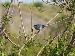 Polioptila dumicola