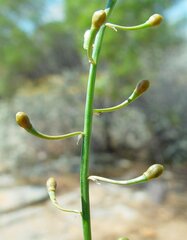 Bulbine semibarbata