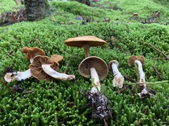 Cortinarius subtortus