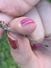 Lestes inaequalis