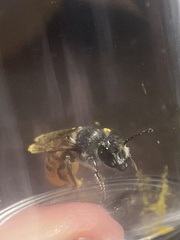 Megachile relativa