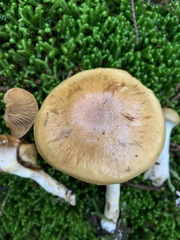 Cortinarius subtortus