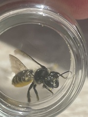 Megachile relativa