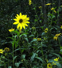Helianthus giganteus