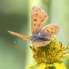 Tharsalea dorcas sangremar