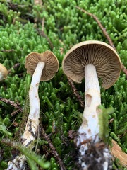 Cortinarius subtortus