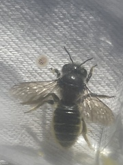 Megachile relativa