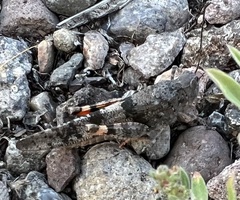 Trimerotropini