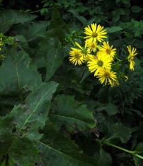 Silphium perfoliatum