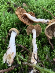 Cortinarius subtortus