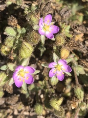 Spergularia macrotheca