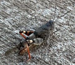 Trimerotropini
