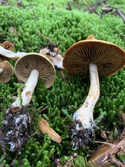 Cortinarius subtortus