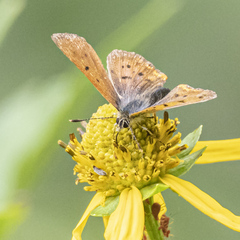 Tharsalea dorcas sangremar