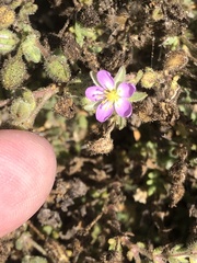 Spergularia macrotheca