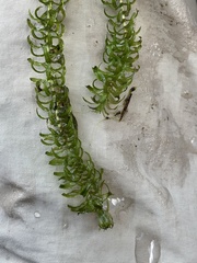 Elodea nuttallii