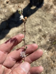 Stephanomeria virgata