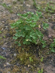 Oxalis perdicaria