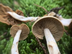 Cortinarius subtortus