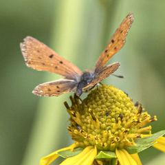 Tharsalea dorcas sangremar