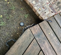 Pantherophis obsoletus