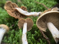 Cortinarius subtortus