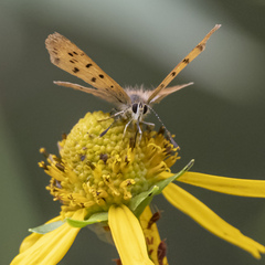 Tharsalea dorcas sangremar