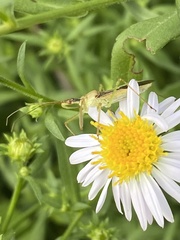 Zelus renardii