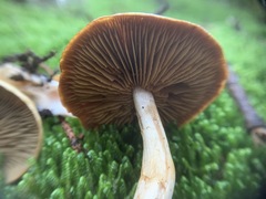 Cortinarius subtortus
