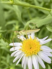 Zelus renardii