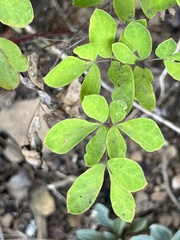 Taenidia integerrima