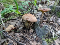 Aureoboletus