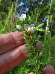 Lespedeza cuneata