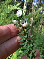Lespedeza cuneata