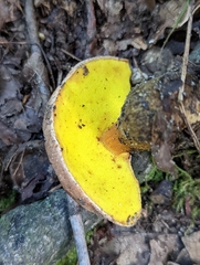 Aureoboletus