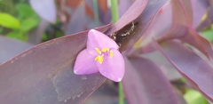 Tradescantia pallida