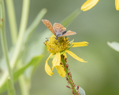 Tharsalea dorcas sangremar