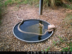 Masticophis flagellum testaceus