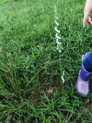Spiranthes lacera gracilis