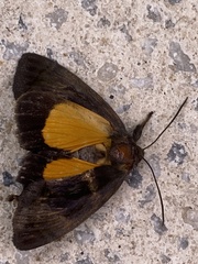 Noctuoidea