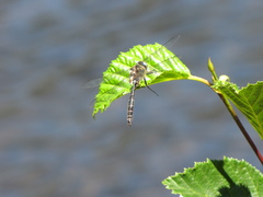 Somatochlora albicincta