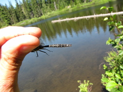 Somatochlora albicincta